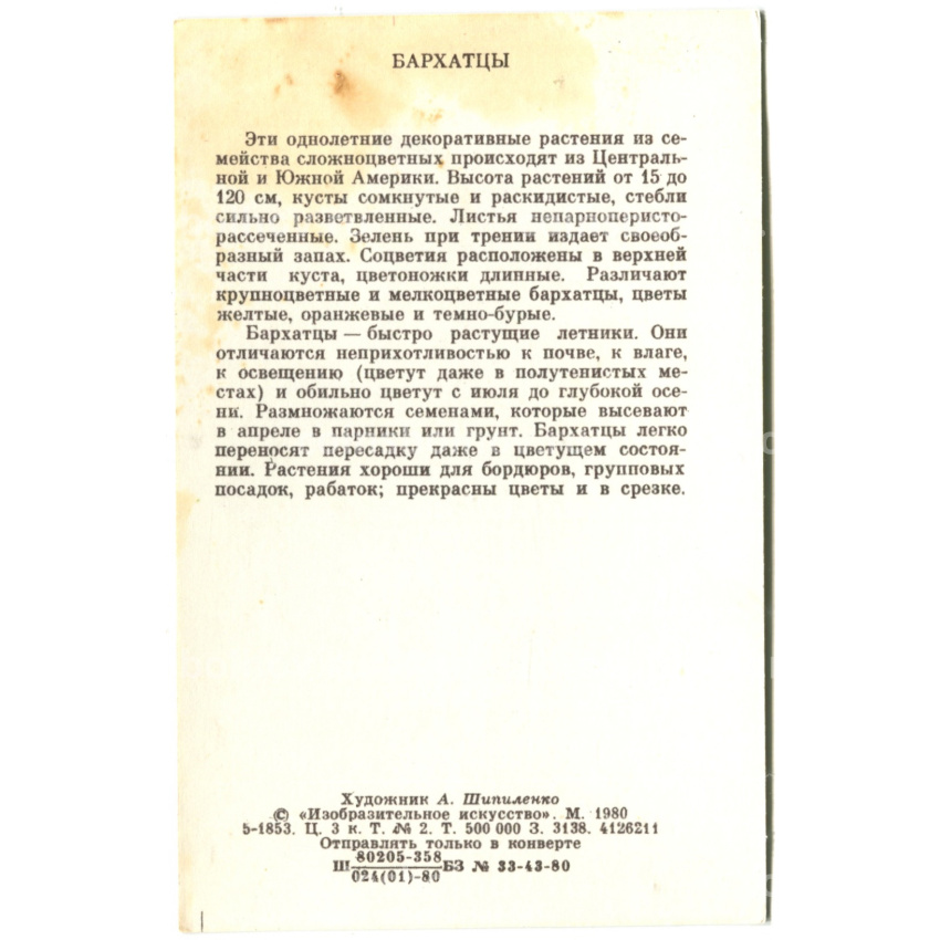 Открытка Бархатцы  Художник А.Шипиленко (вид 2)