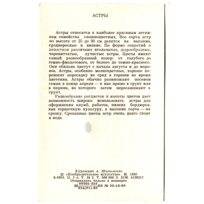 Открытка Астры  Художник А.Шипиленко (вид 2)