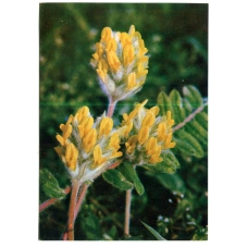 Открытка Астрагал шерстистоцветковый (аверс)