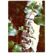 Открытка Береза повислая (береза бородавчатая) (аверс)