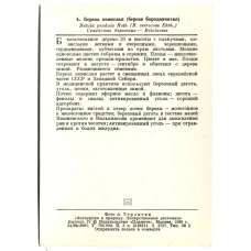 Открытка Береза повислая (береза бородавчатая) (реверс)