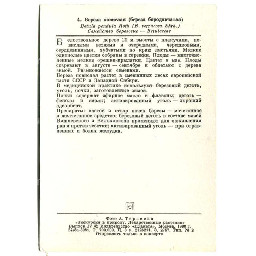 Открытка Береза повислая (береза бородавчатая) (вид 2)