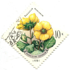 Марка «Парагеум горный» 1981 год