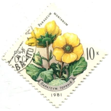 Марка «Парагеум горный» 1981 год