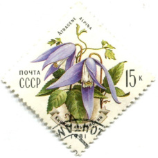 Марка «Княжик альпийский» 1981 год