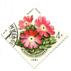 Марка «Первоцвет маленький» 1981 год