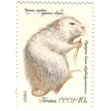 Марка «Ценные породы пушных зверей — Нутрия белая Азербайджанская» 1980 год
