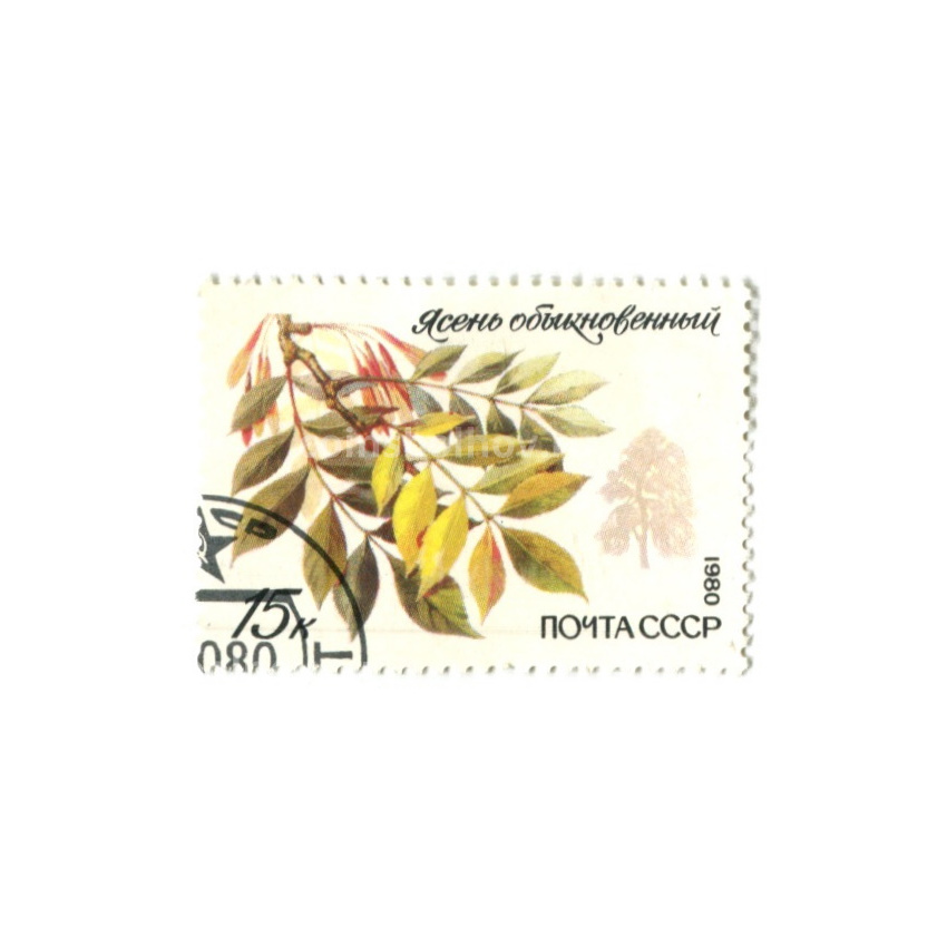 Марка «Ясень обыкновенный» 1980 год