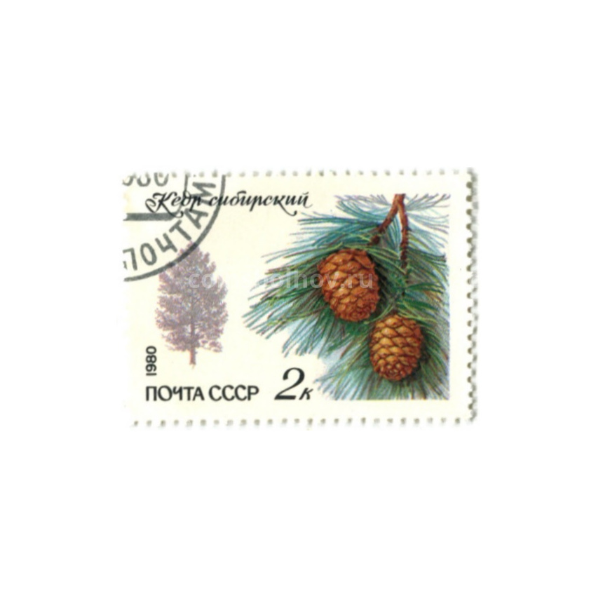 Марка «Кедр сибирский» 1980 год