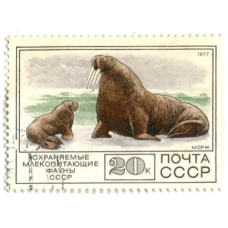 Марка «Охраняемые млекопитающие фауны СССР — Морж» 1977 год