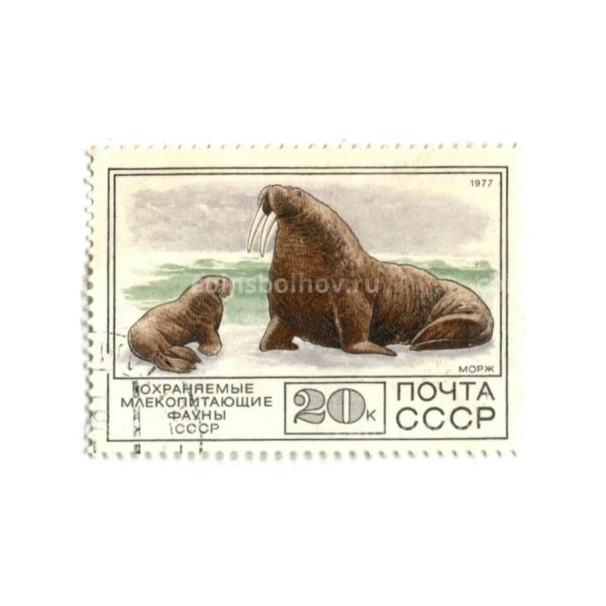 Марка «Охраняемые млекопитающие фауны СССР — Морж» 1977 год