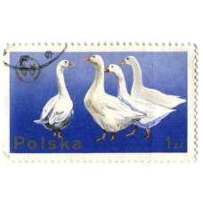 Марка «20-й Конгресс Европейской зоотехническойфедерации в Варшаве(гуси)» 1975 год Польша