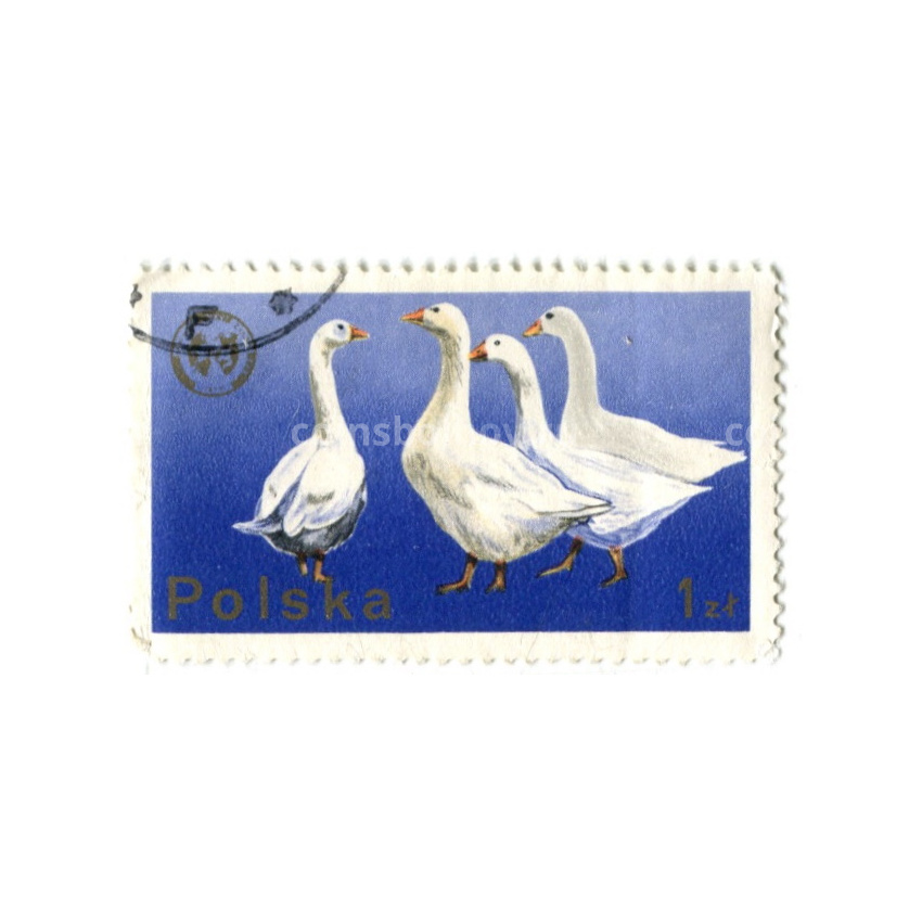 Марка «20-й Конгресс Европейской зоотехническойфедерации в Варшаве(гуси)» 1975 год Польша