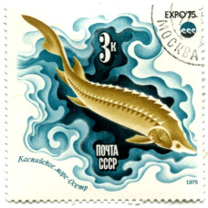 Марка «Каспийское море — Осетр» 1975 год