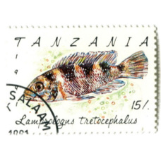 Марка «Лямпрологус пятиполосый» 1991 год Танзания