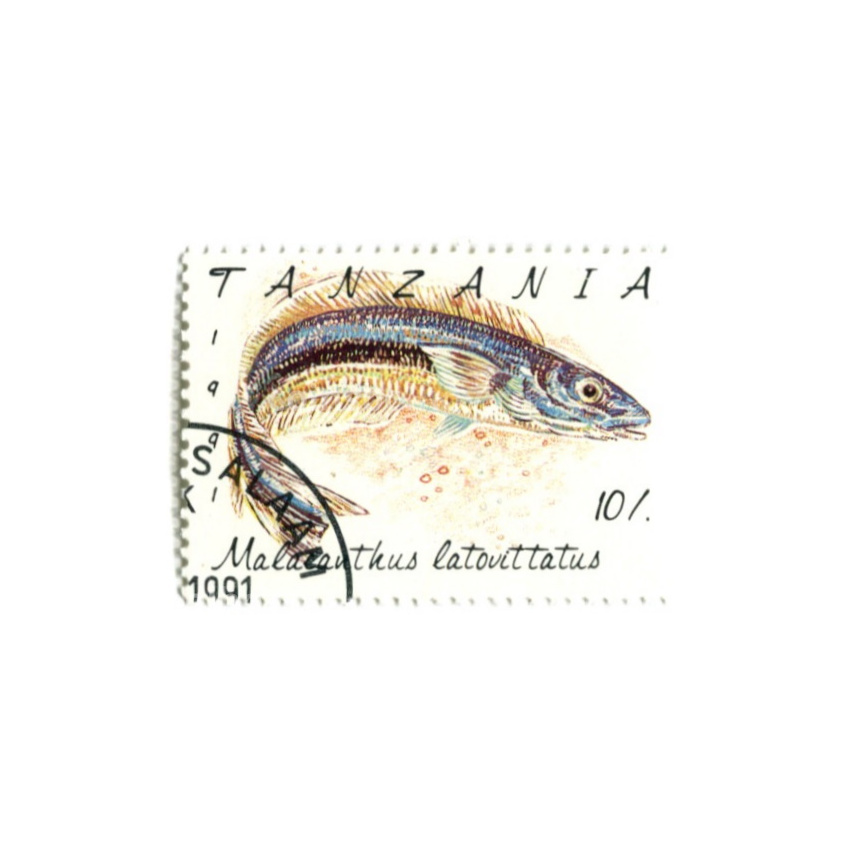 Марка «Полосатый бланкиньо» 1991 год Танзания