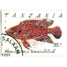 Марка «Хромис-красавец» 1991 год Танзания