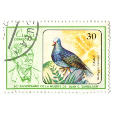 Марка «»Камайский дрозд-отшельник» 1986 год Куба (аверс)