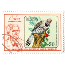 Марка «Золотой шилоклювый дятел» 1986 год Куба (аверс)