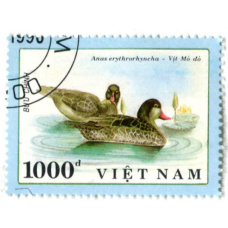 Марка «Шилохвость красноклювая» 1991 год Вьетнам