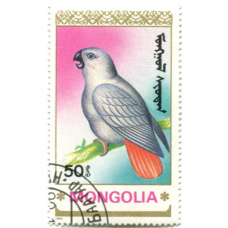 Марка 50 мунгу «Попугаи» 1990 год Монголия