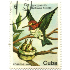 Марка «Колибри Хелены» 1984 год Куба (аверс)