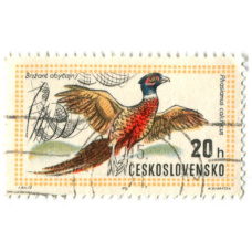 Марка «Фазан обыкновенный» 1971 год Чехословакия