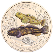 Монета 5 гривен 2025 года Украина «Глубоководные обитатели — Круглый бычок (Азовское море)» (аверс)