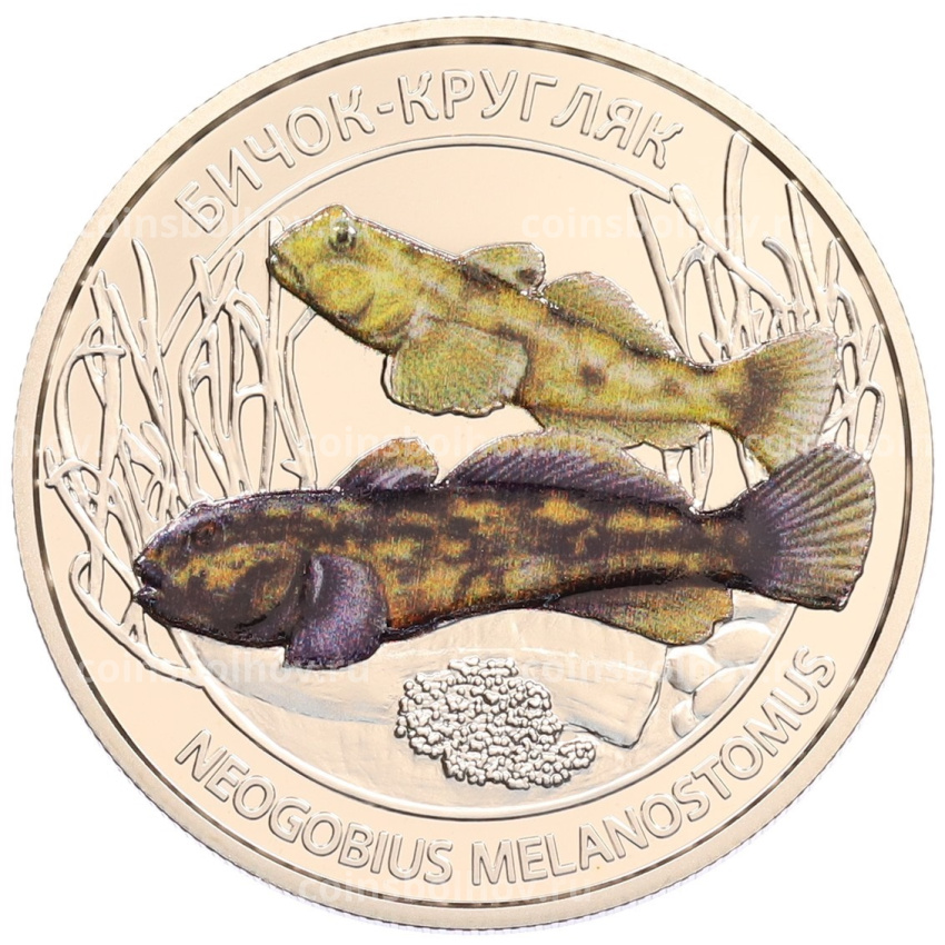 Монета 5 гривен 2025 года Украина «Глубоководные обитатели — Круглый бычок (Азовское море)»