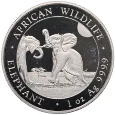 Монета 100 шиллингов 2024 года Сомали «Дикая природа Африки — Слон» (аверс)