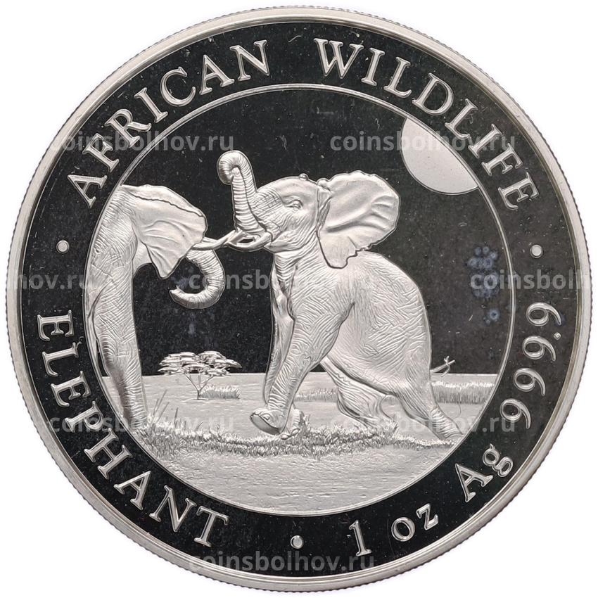 Монета 100 шиллингов 2024 года Сомали «Дикая природа Африки — Слон»